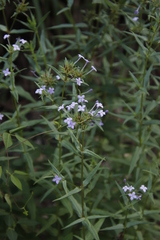 Conostomium natalense image