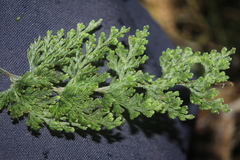 Hymenophyllum fucoides