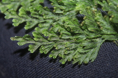 Hymenophyllum fucoides