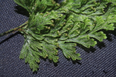 Hymenophyllum fucoides