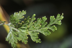 Hymenophyllum fucoides