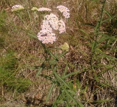 Achillea inundata