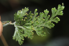 Hymenophyllum fucoides