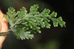 Hymenophyllum fucoides