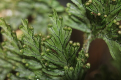 Hymenophyllum fucoides