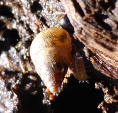 Cochlicella barbara