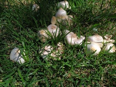 Basidiomycota