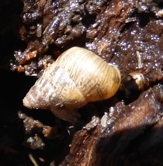 Cochlicella barbara