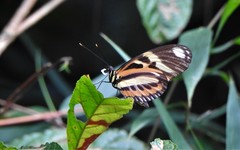 Heliconius ethilla narcaea