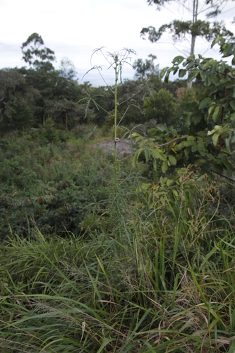 Hibiscus cannabinus image