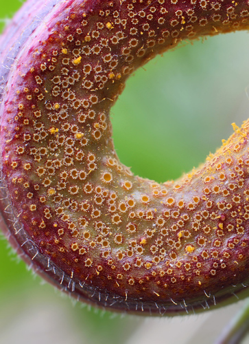 Nettle Clustercup Rust fungus