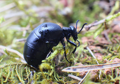 Meloe brevicollis