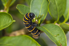 Methona themisto themisto