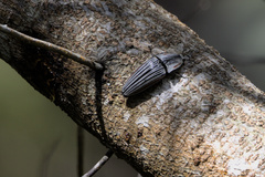 Chalcolepidius erythroloma