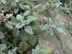 Scutellaria novorossica