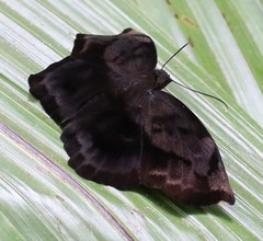Achlyodes