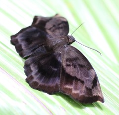 Achlyodes