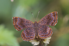 Calephelis braziliensis