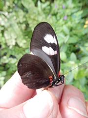 Heliconius melpomene plesseni