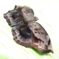 Achlyodes