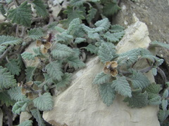 Scutellaria novorossica