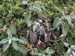 Scutellaria novorossica