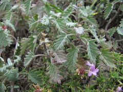 Scutellaria novorossica