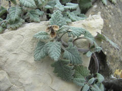 Scutellaria novorossica