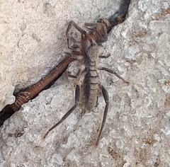 Ammotrechidae