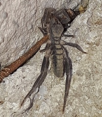 Ammotrechidae