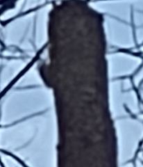 Dryobates pubescens pubescens