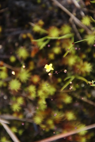 Utricularia subulata image