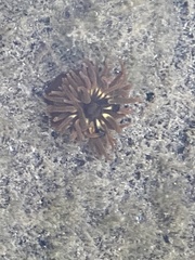 Anemonia sargassensis