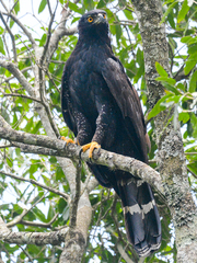 Spizaetus tyrannus