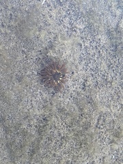 Anemonia sargassensis