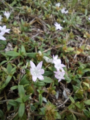 Richardia grandiflora