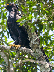 Spizaetus tyrannus