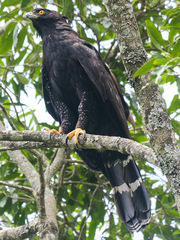 Spizaetus tyrannus