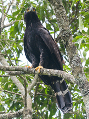 Spizaetus tyrannus