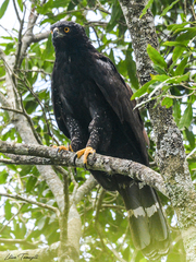 Spizaetus tyrannus