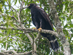 Spizaetus tyrannus