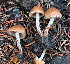 Psathyrella pennata