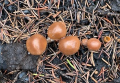 Psathyrella pennata