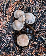 Psathyrella pennata