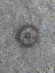 Anemonia sargassensis