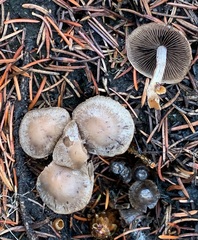 Psathyrella pennata