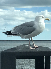 Larus argentatus