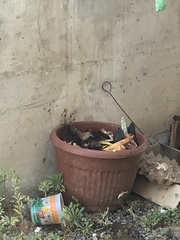 Troglodytes aedon chilensis