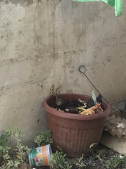 Troglodytes aedon chilensis