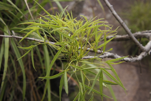 Heteromorpha image